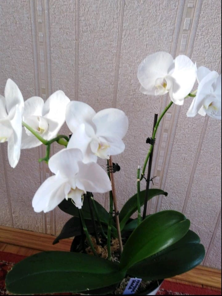 Красавицы орхидеи